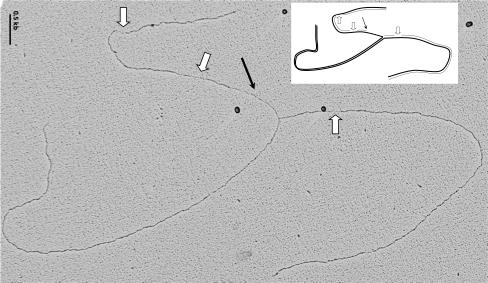 costanzo_lab_photo_2